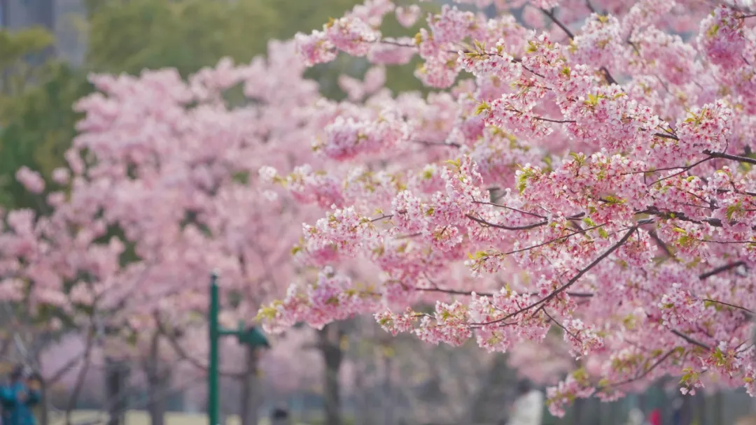 “太浪漫了” 200余株河津樱打造“粉色瀑布” 新江湾城公园成赏樱胜地