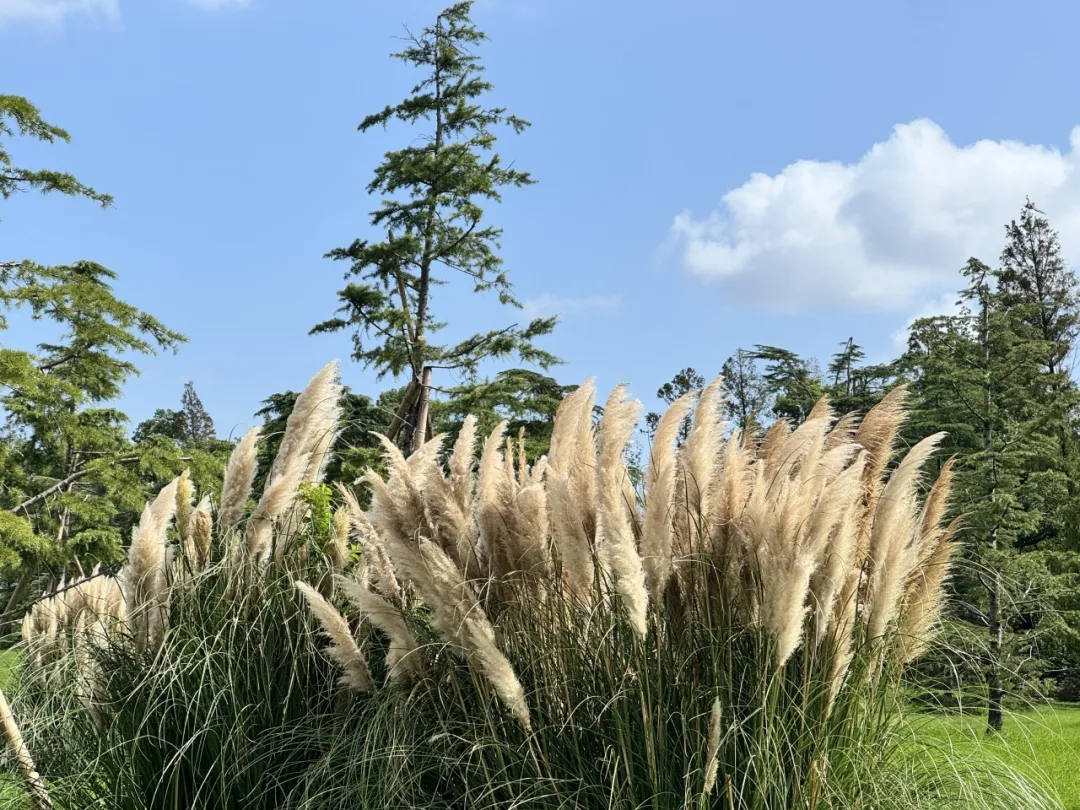 第一抹秋色已上线 “网红”蒲苇进入最佳观赏期