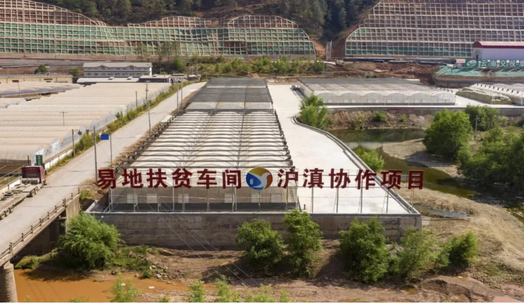 从“救命薯”转型为“致富薯” 我区携手宁蒗“薯”写振兴路