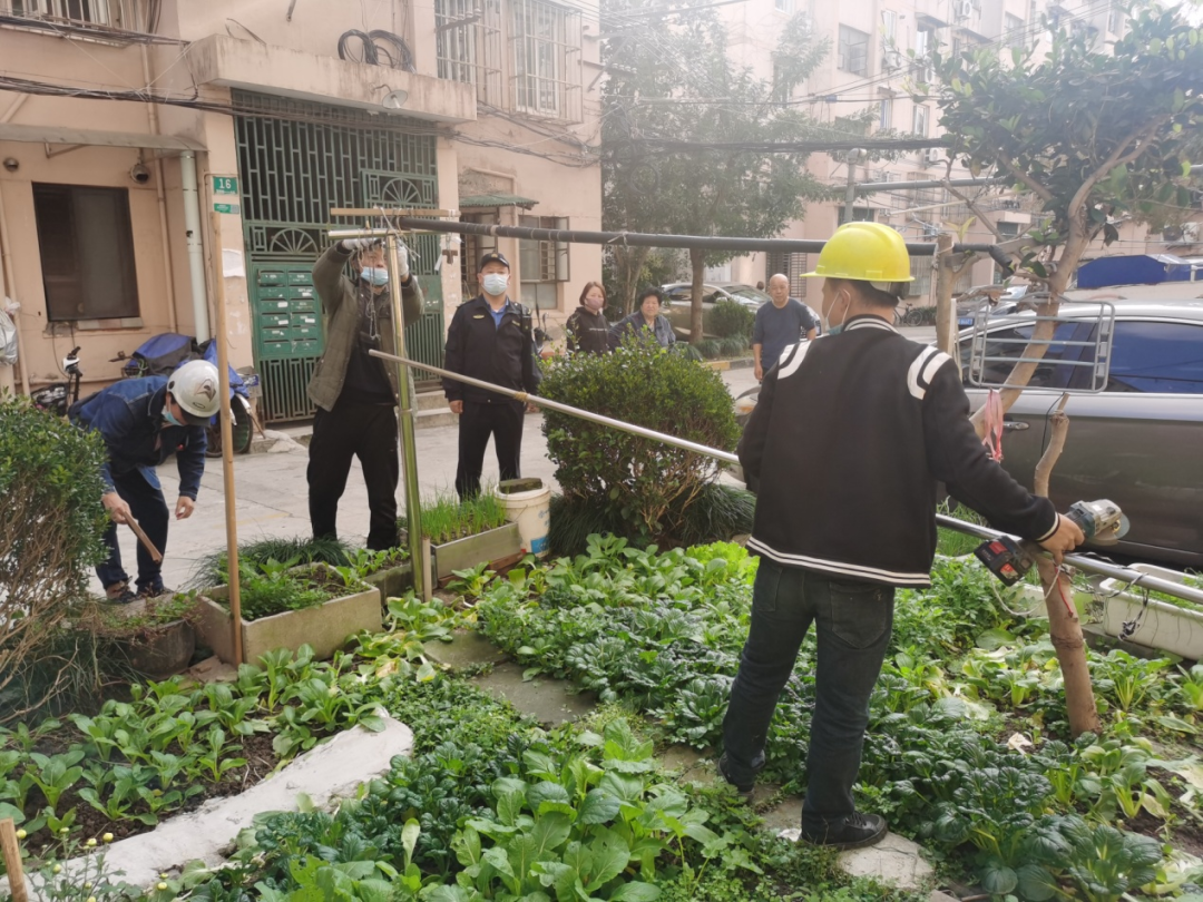 五角场街道综合行政执法队依法文明处置占绿种菜
